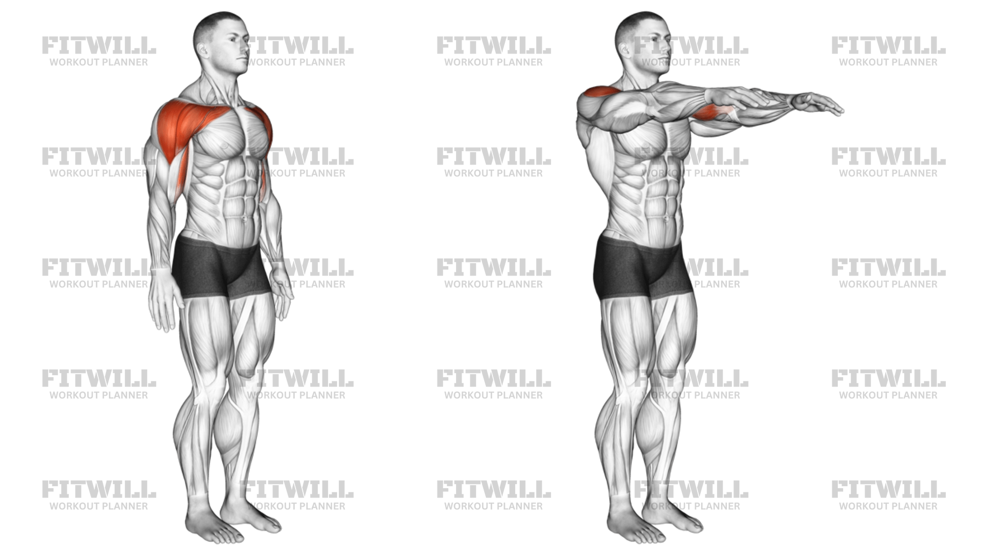 Shoulder - Flexion - Articulations: Exercise Guide, Video, Techniques ...