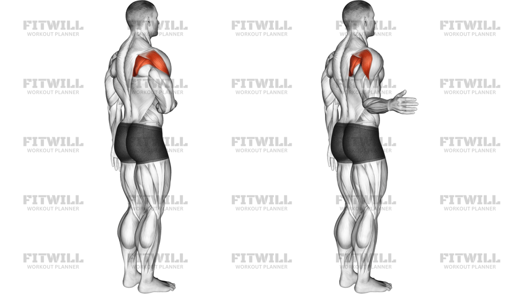 Shoulder Lateral Rotation External Rotation Articulations