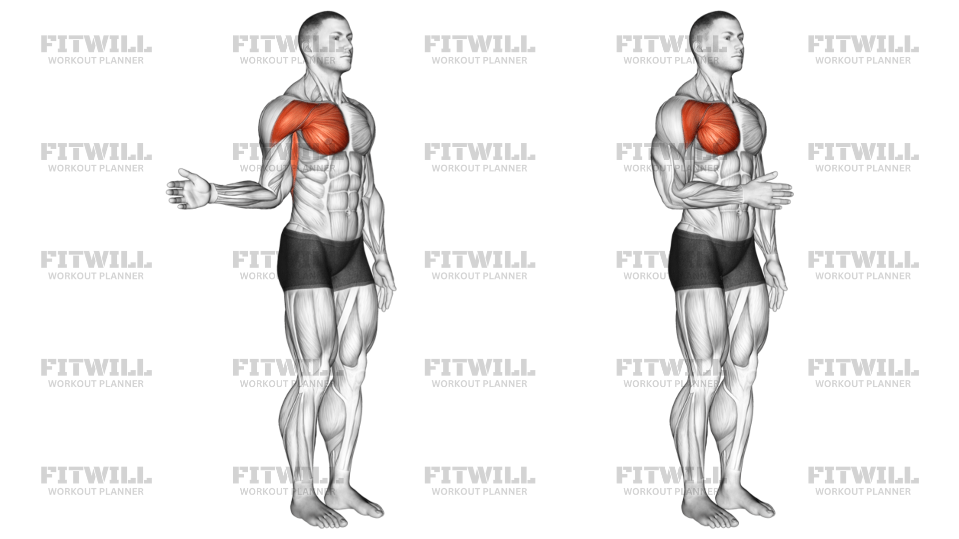 Shoulder - Medial Rotation (Internal Rotation) - Articulations ...