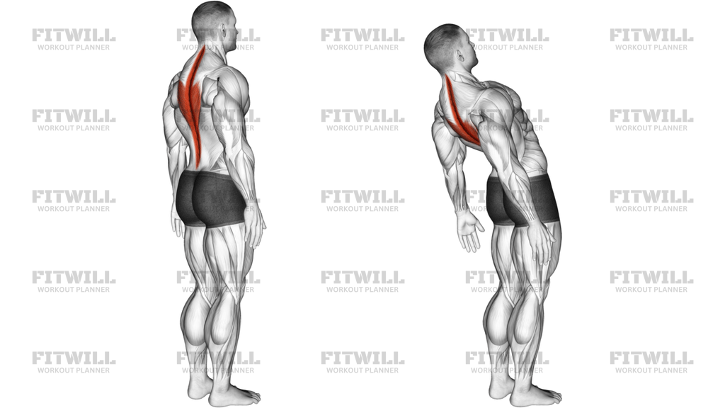 Spine Lumbar Extension Articulations