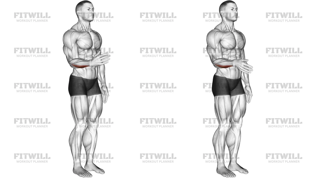 Wrist Adduction Articulations