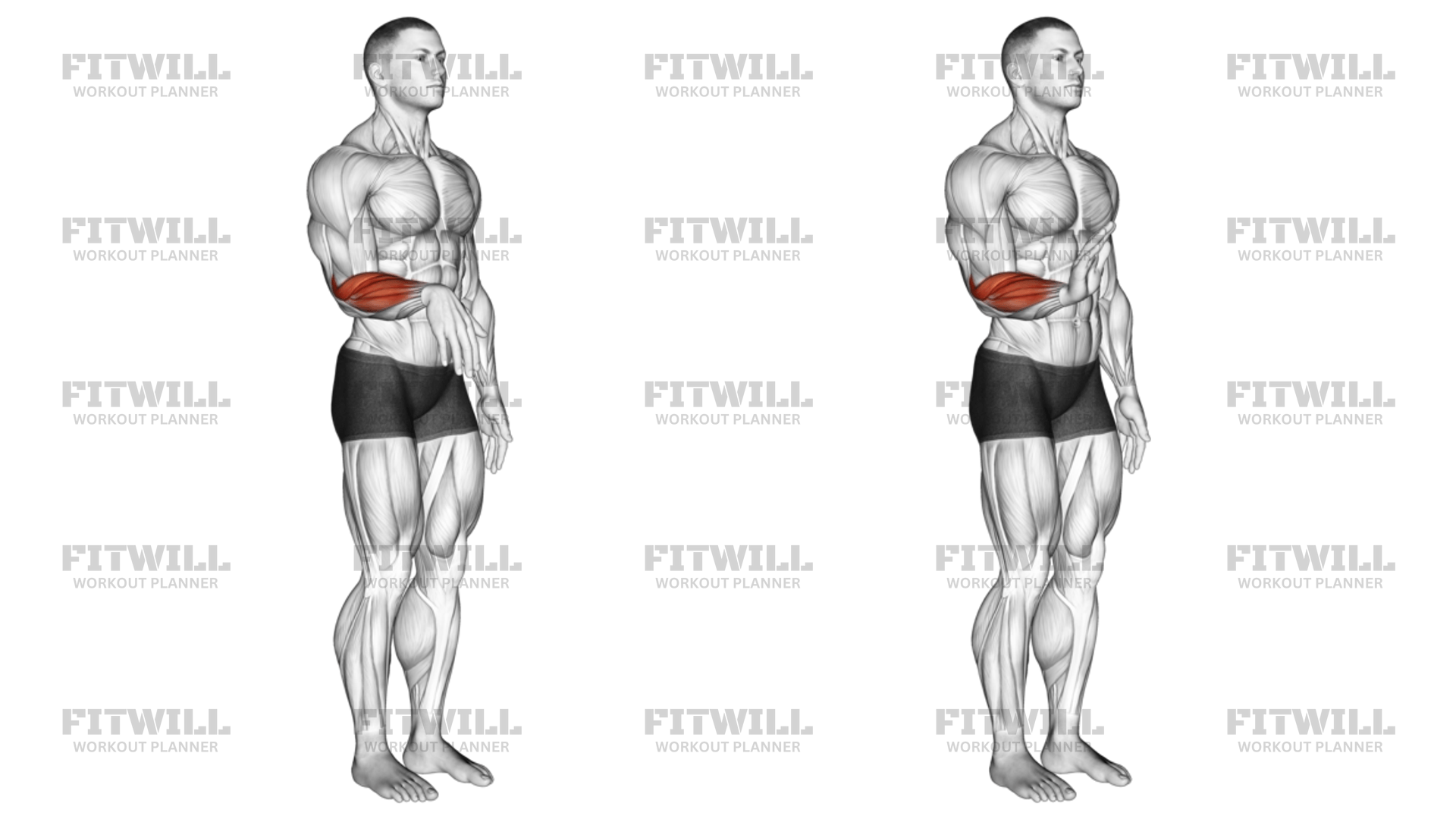 Wrist - Extension - Articulations: Exercise Guide, Video, Techniques ...