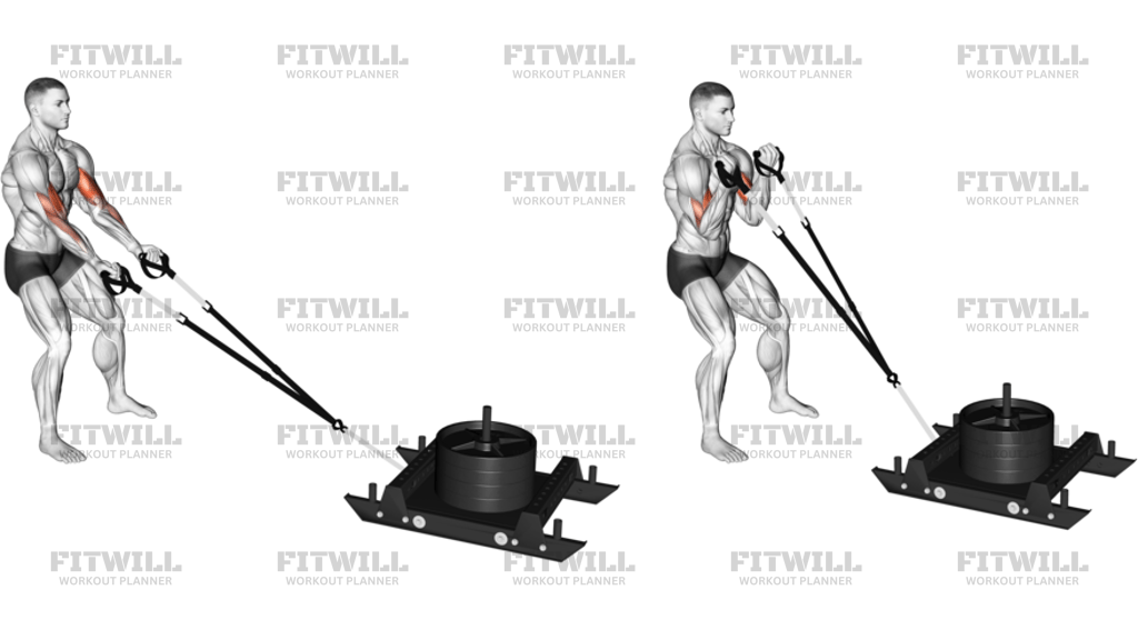 Power Sled Biceps Curl
