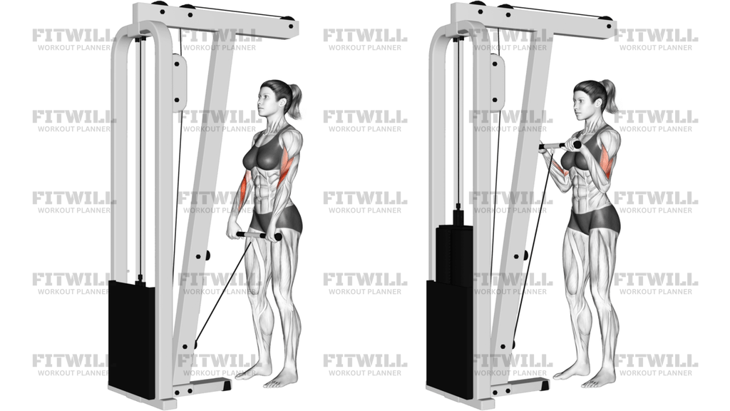Cable Standing Reverse-Grip Curl Straight Bar