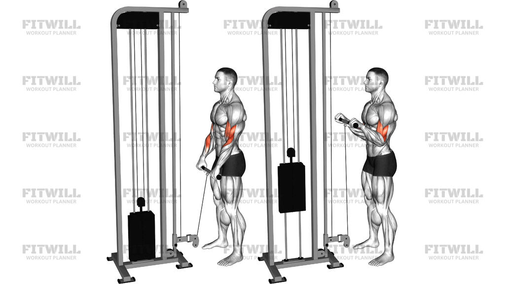 Cable Standing Reverse-Grip Curl Straight Bar