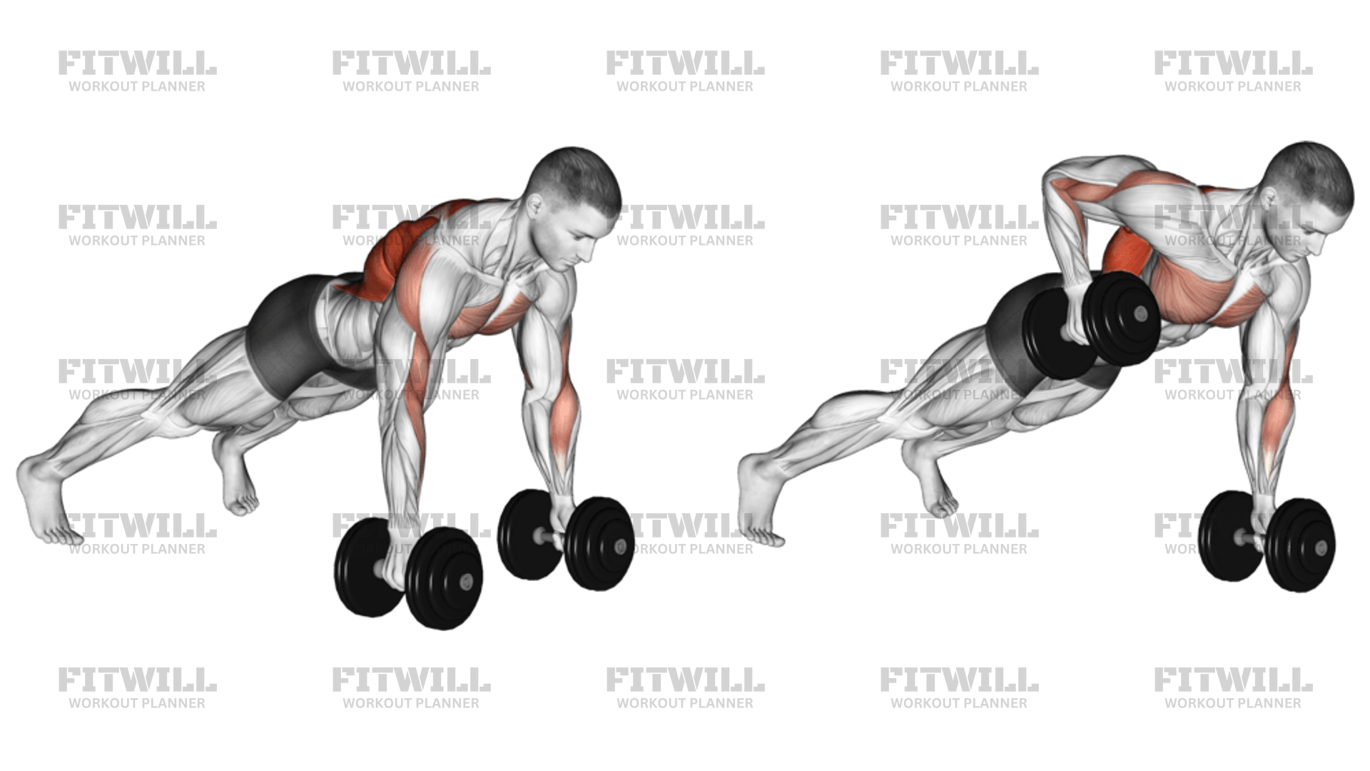 Dumbbell Renegade Row Exercise Guide Video Techniques Benefits How to Muscles Worked Tips Tricks Fitwill