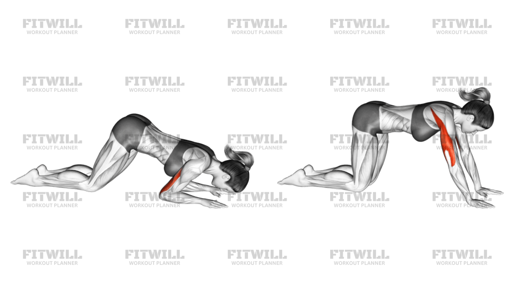 Knee tricep extension sale