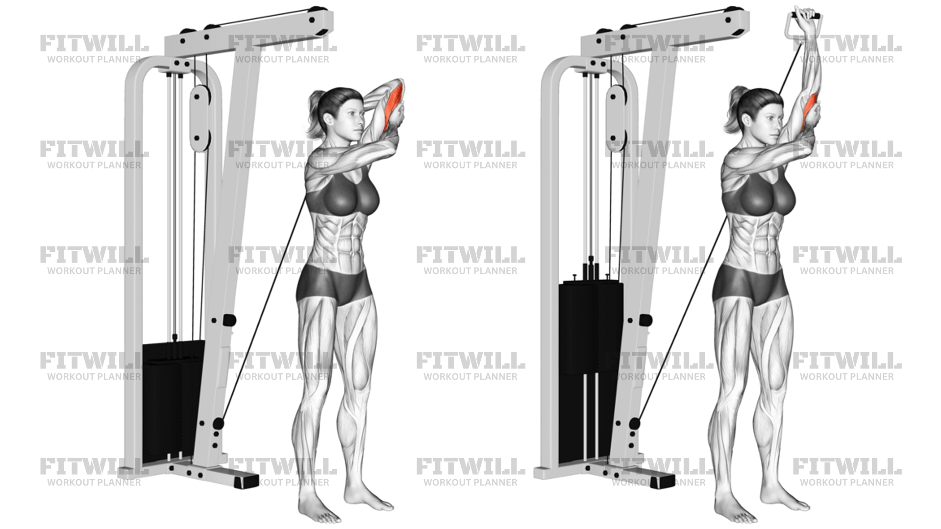 Cable Alternate Triceps Extension: Exercise Guide, Techniques, Benefits ...