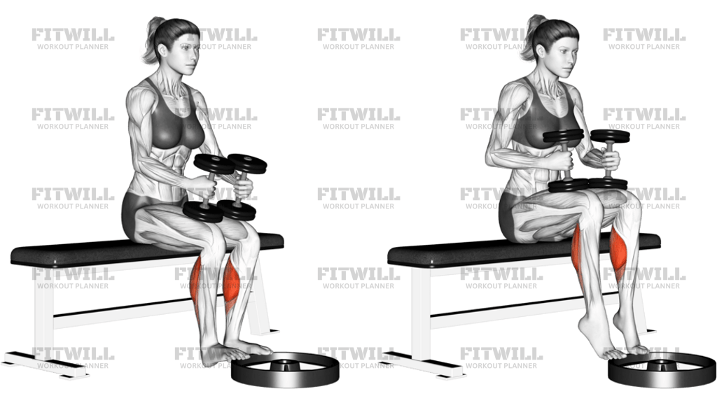 Dumbbell Seated Calf Raise