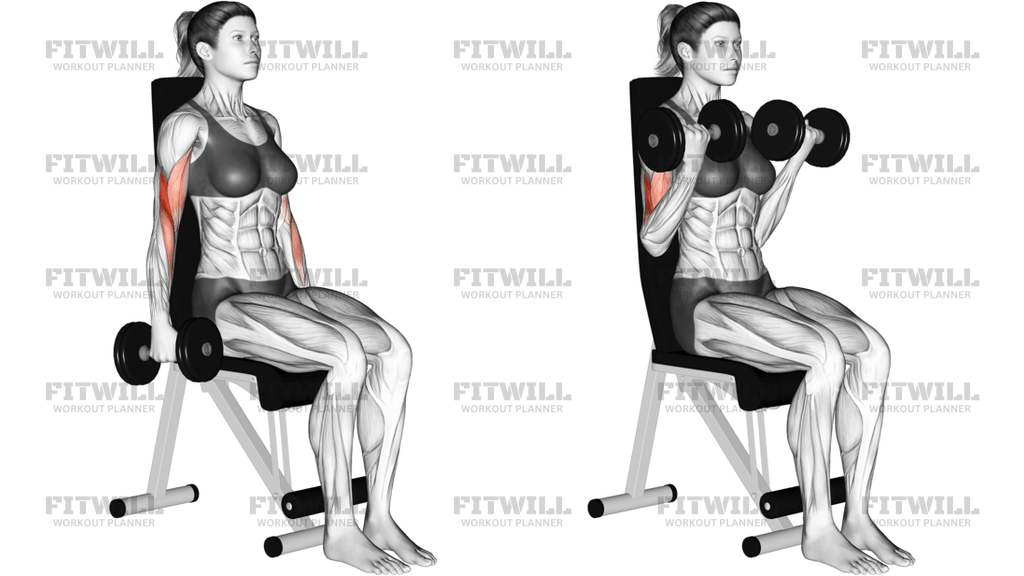 Dumbbell Seated Curl