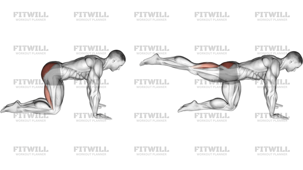 Kneeling Straight Leg Kickback