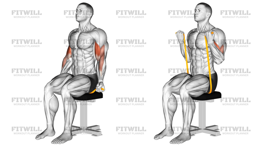 Resistance Band Seated Biceps Curl