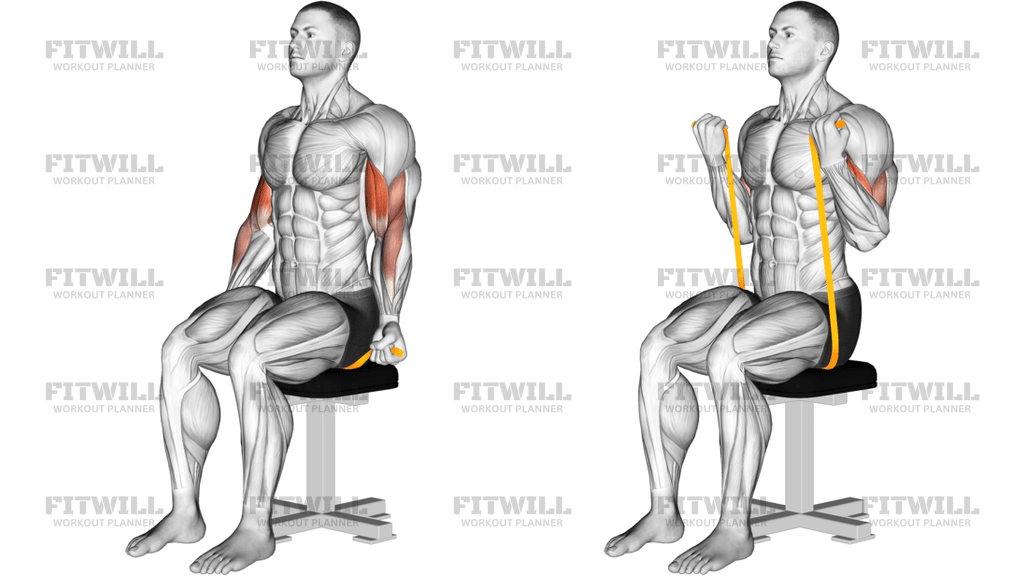 Resistance Band Seated Biceps Curl