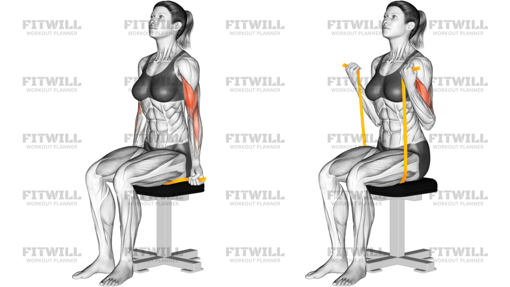 Resistance Band Seated Biceps Curl