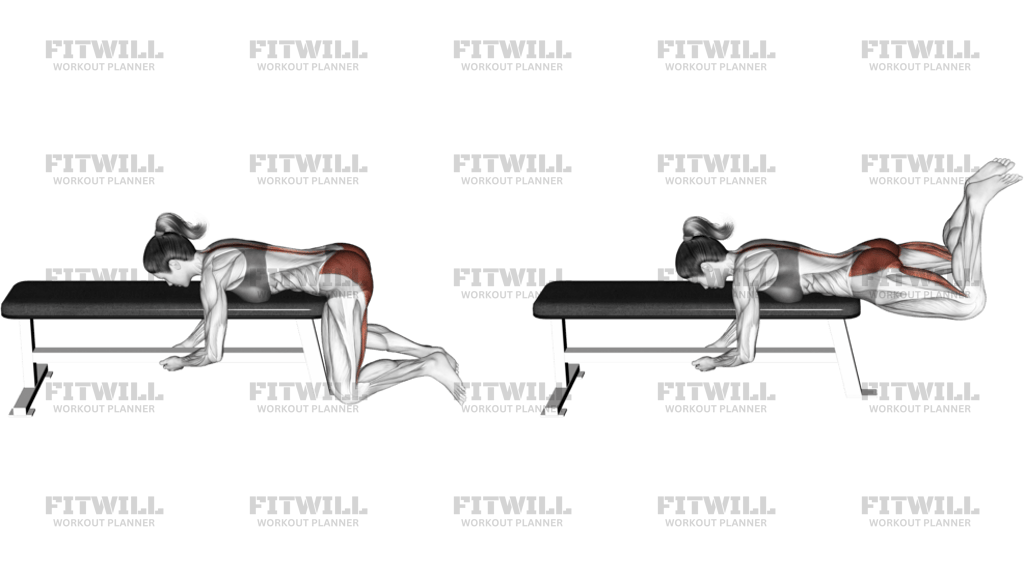Frog Reverse Hyperextension On A Bench