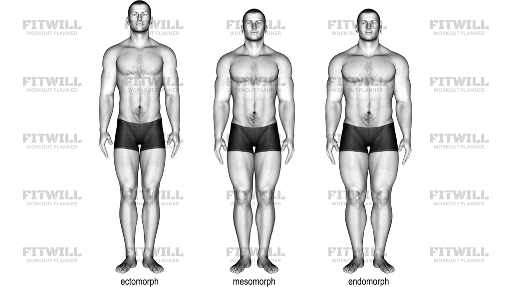 Body Type