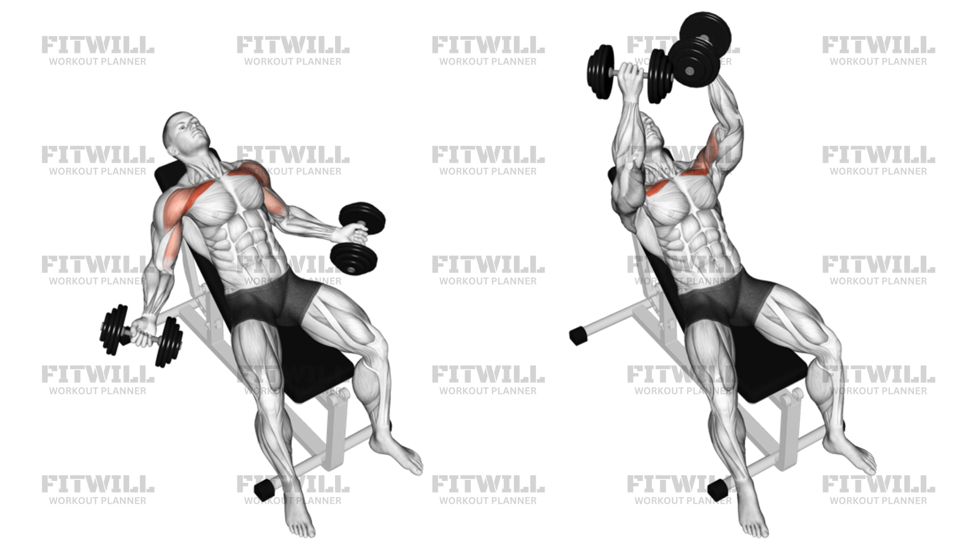 Hyght Dumbbell Fly Exercise Guide Video Techniques Benefits How to Muscles Worked Tips Tricks Fitwill