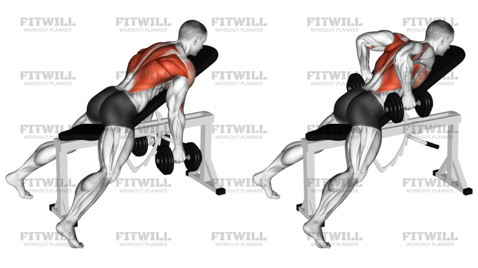 Dumbbell Hammer Grip Incline Bench Two Arm Row Exercise Guide Video Techniques Benefits How to Muscles Worked Tips Tricks Fitwill