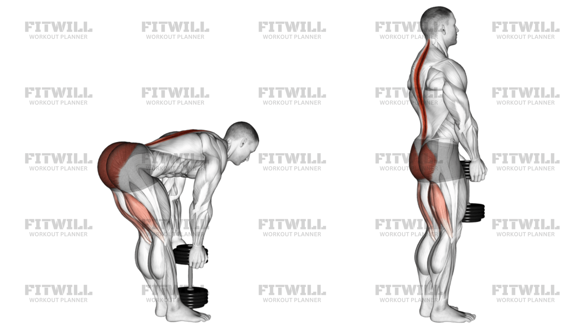 Stiff leg dumbbell deadlift muscles worked sale