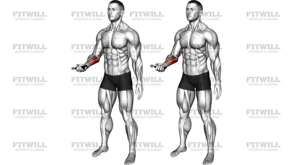 Hand Spring Wrist Curl