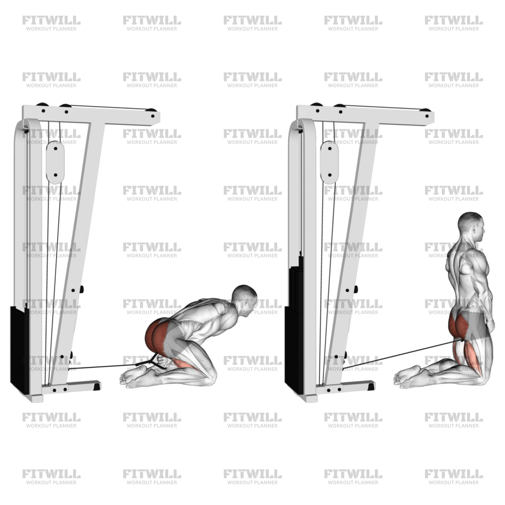 Glute cable pull through hotsell