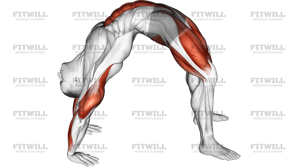 Bridge Pose Yoga Stretch