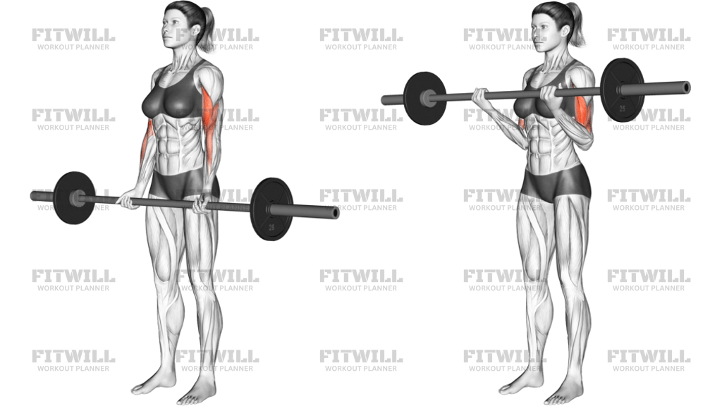 Barbell Curl