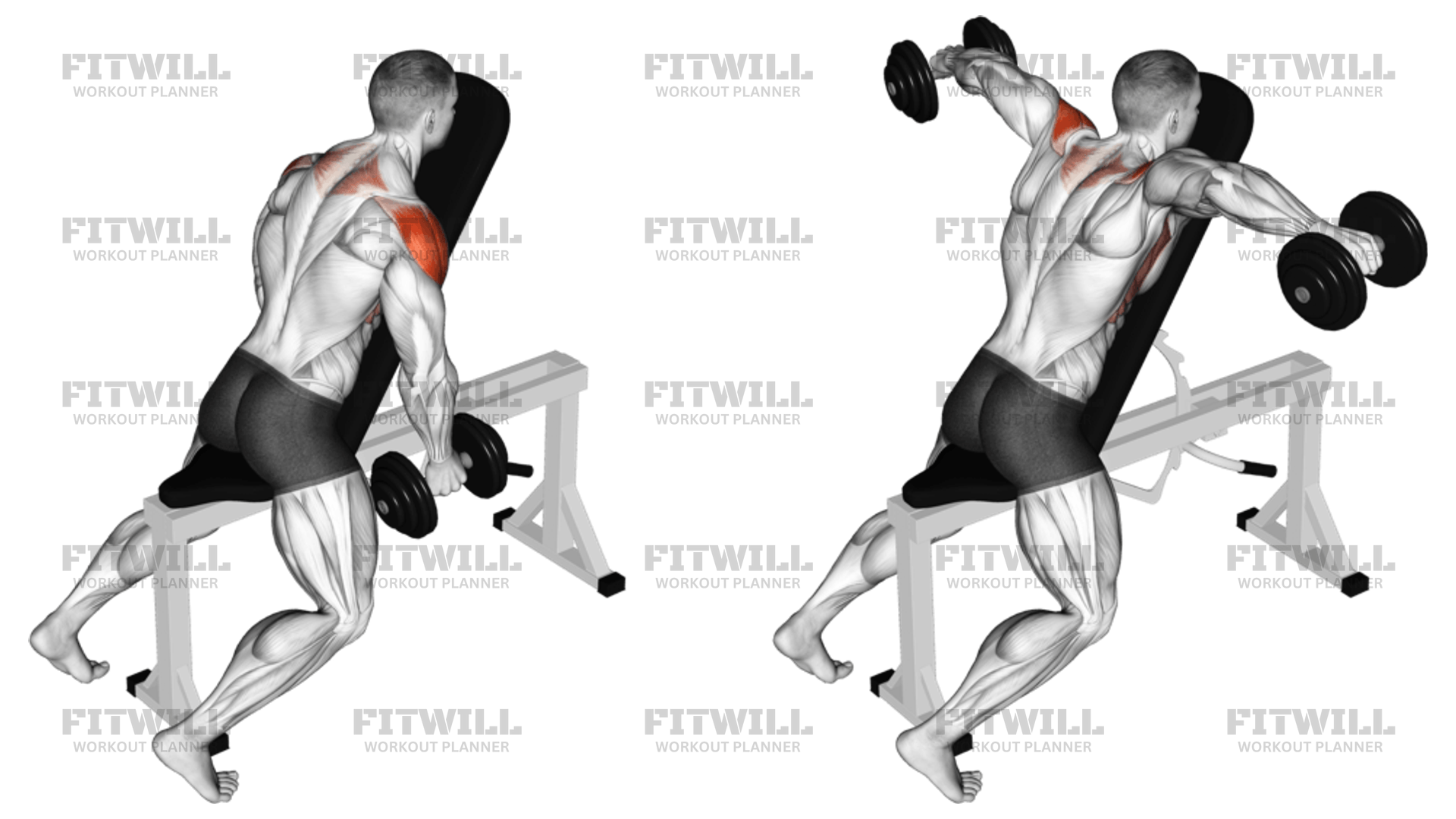 Supported dumbbell rear raise hotsell