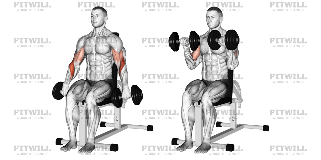 Seated reverse dumbbell curl hotsell