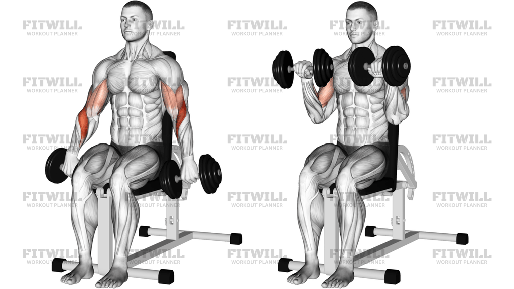 Dumbbell Seated Reverse-Grip Biceps Curl