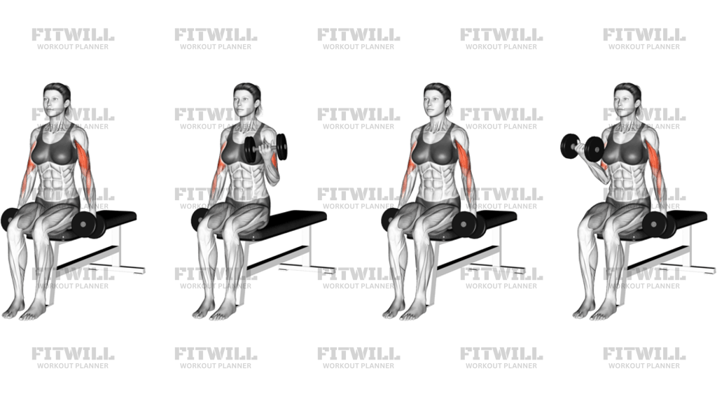 Dumbbell Seated Alternate Biceps Curl