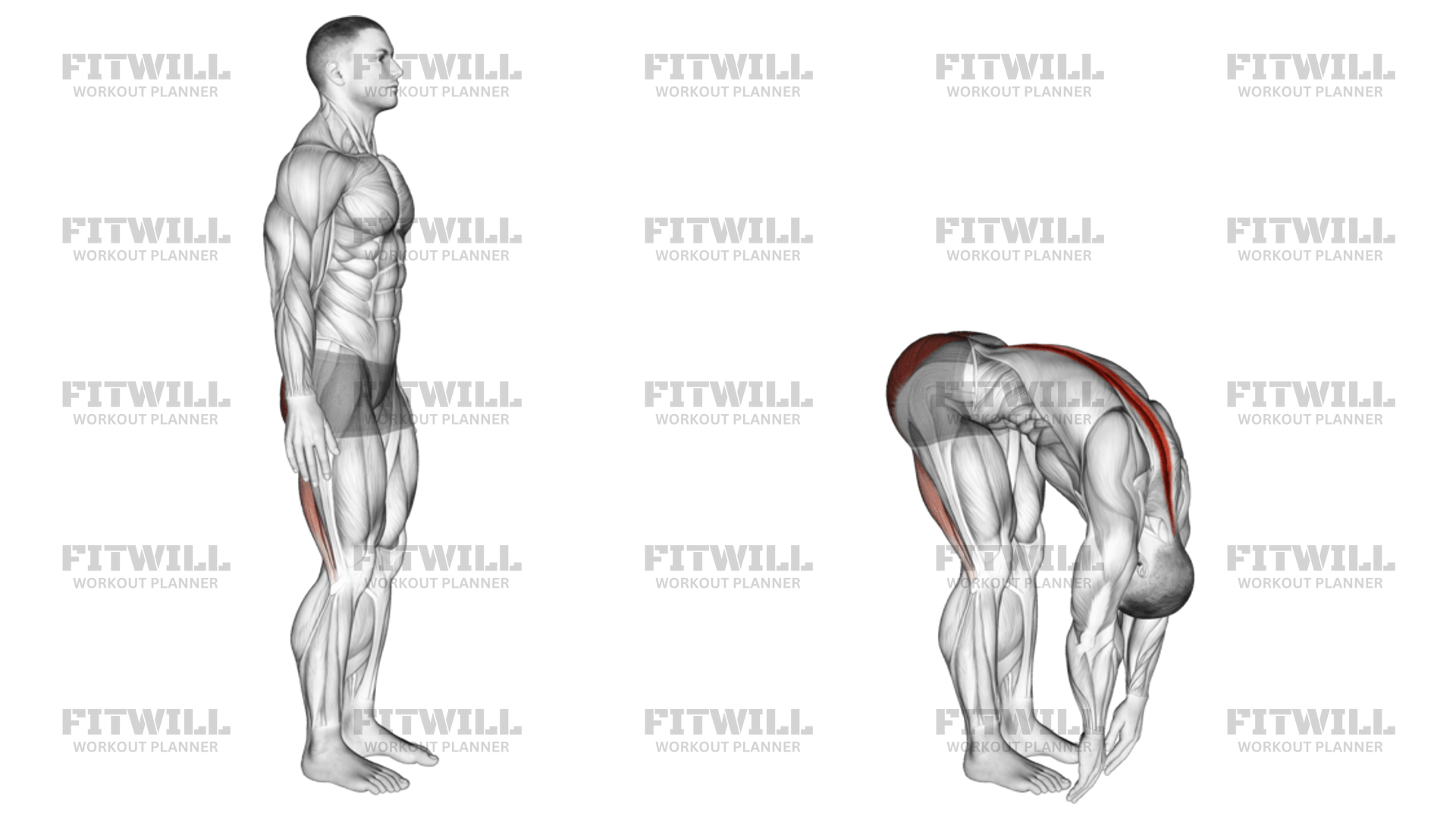 Db back extension hotsell