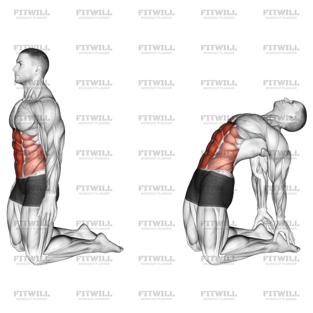 Rectus abdominis stretching exercises sale