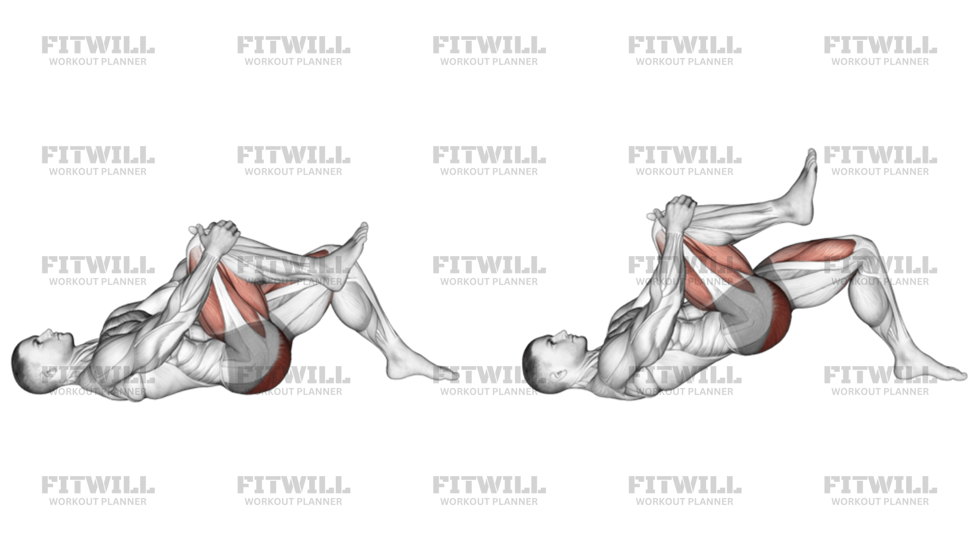 Single Leg Glute Bridge With Knee To Chest Exercise Guide Video Techniques Benefits How to Muscles Worked Tips Tricks Fitwill