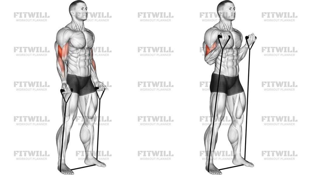Band Biceps Curl