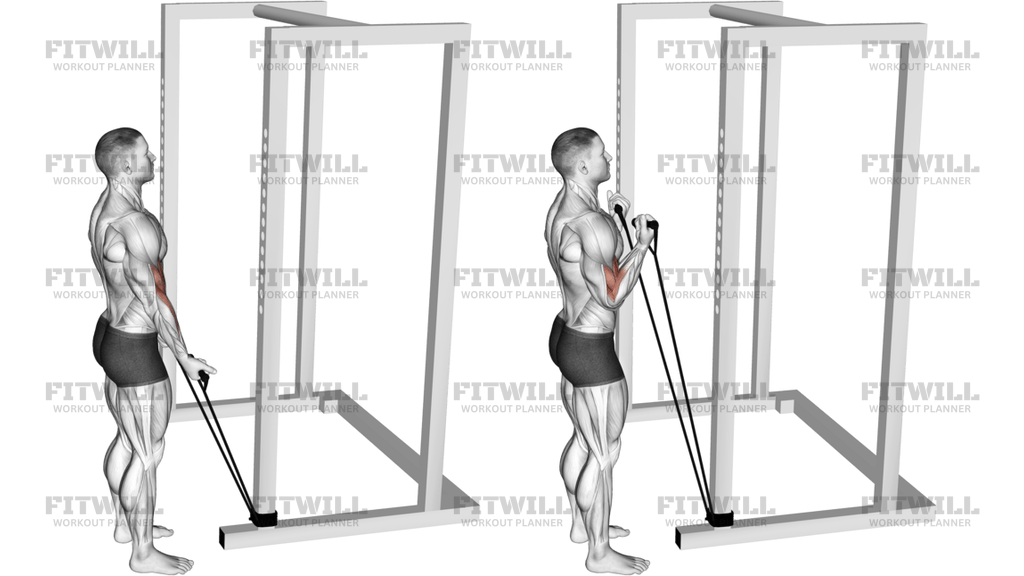 Band Standard Biceps Curl