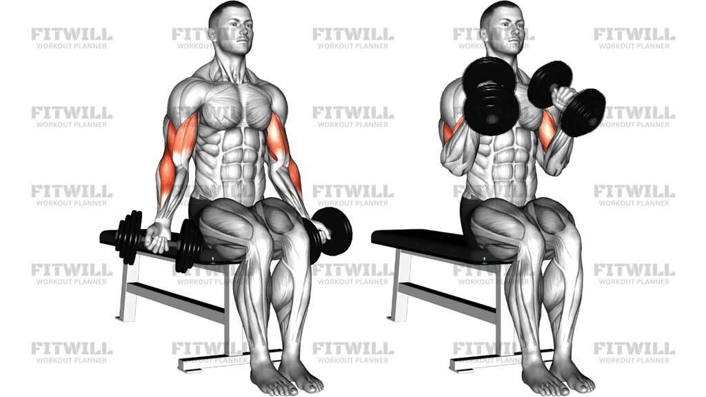 Dumbbell Seated Zottman Curl