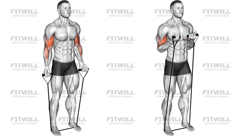 Band Close-Grip Biceps Curl