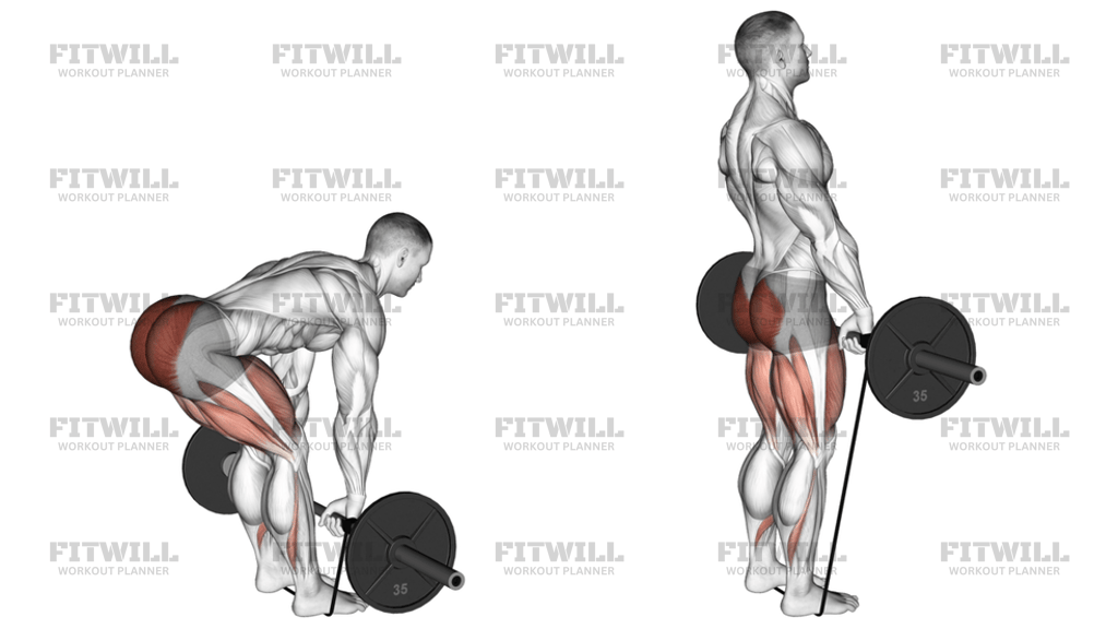 Barbell Banded Romanian Deadlift