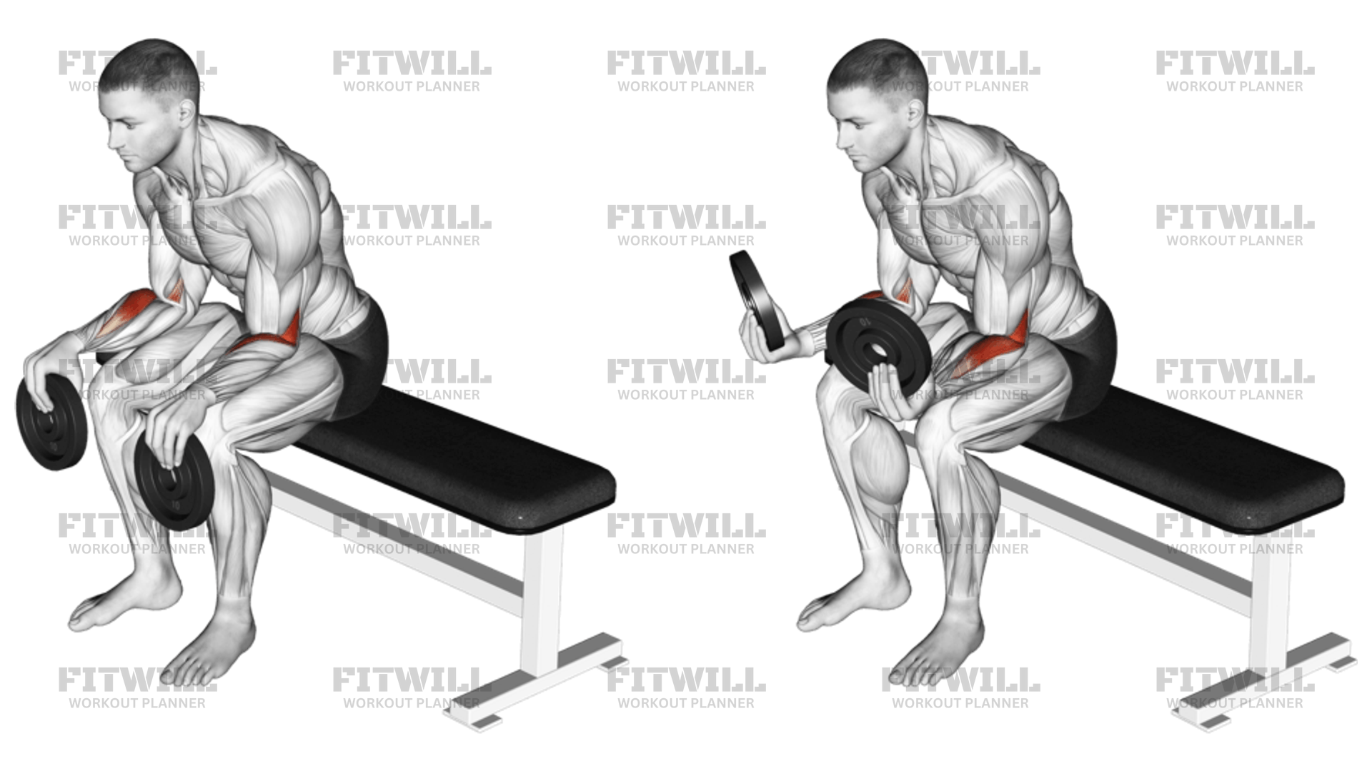 Weighted Seated Supination: Exercise Guide, Techniques, Benefits, How ...