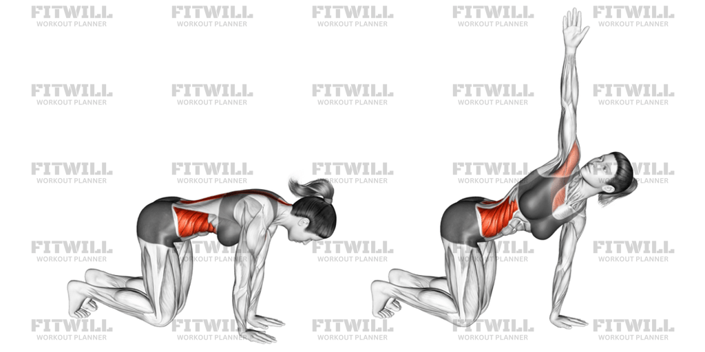 Kneeling Back Rotation Stretch: Exercise Guide, Video, Techniques ...