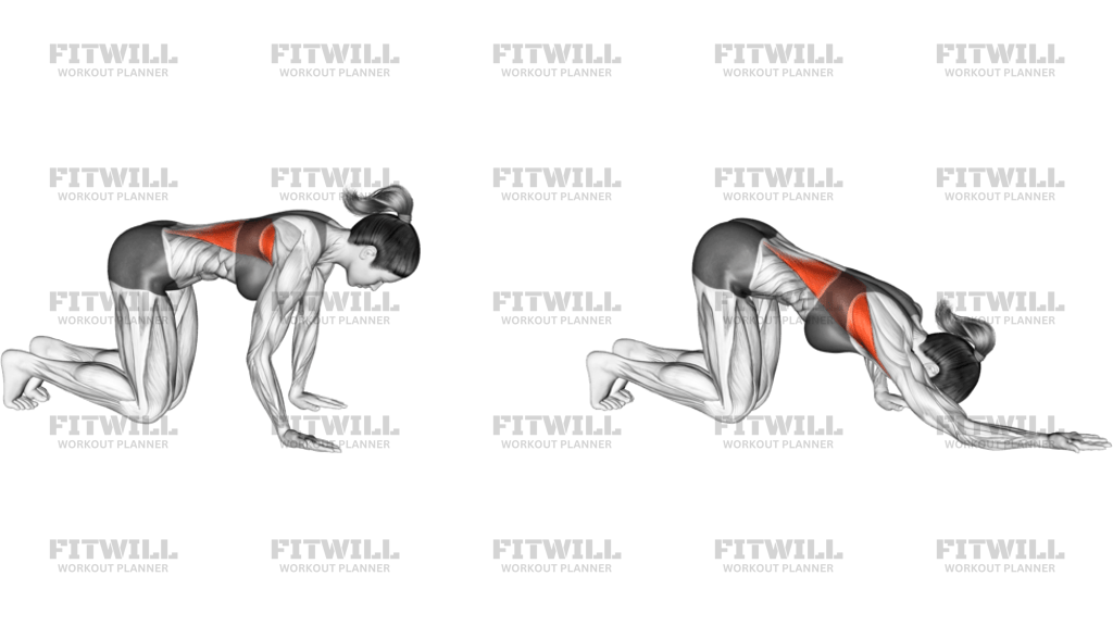 Kneeling Lat Stretch