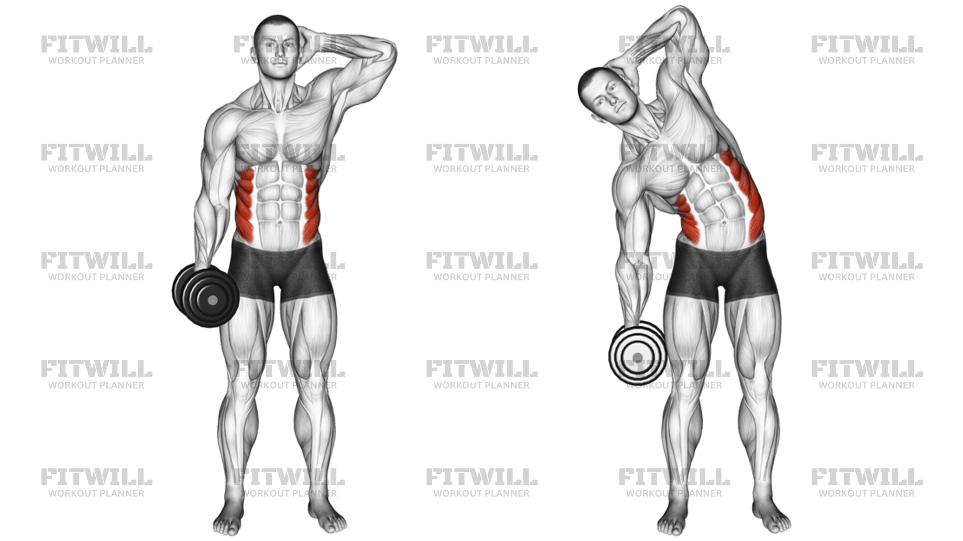 Dumbbell Side Bend Version 2: Exercise Guide, Techniques, Benefits, How ...