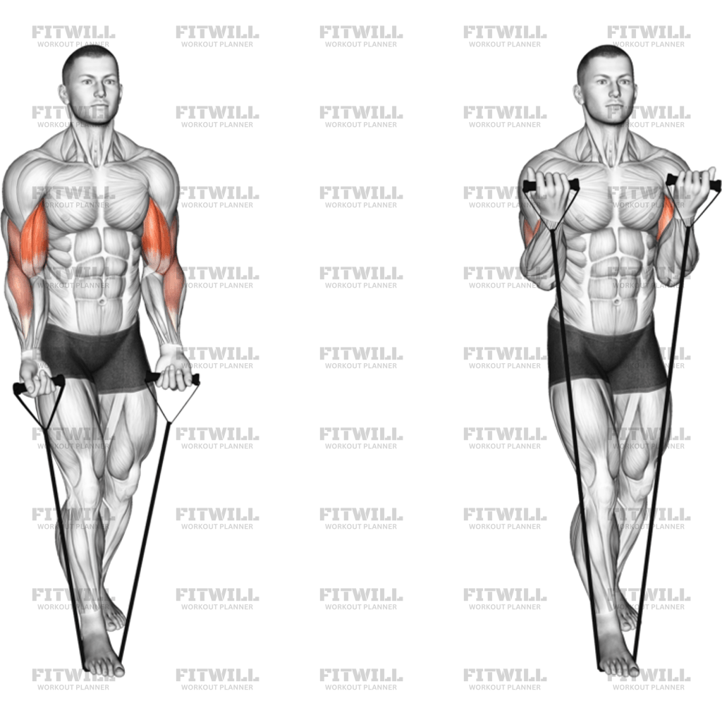 Band Biceps Curl Version 2: Exercise Guide, Techniques, Benefits, How ...