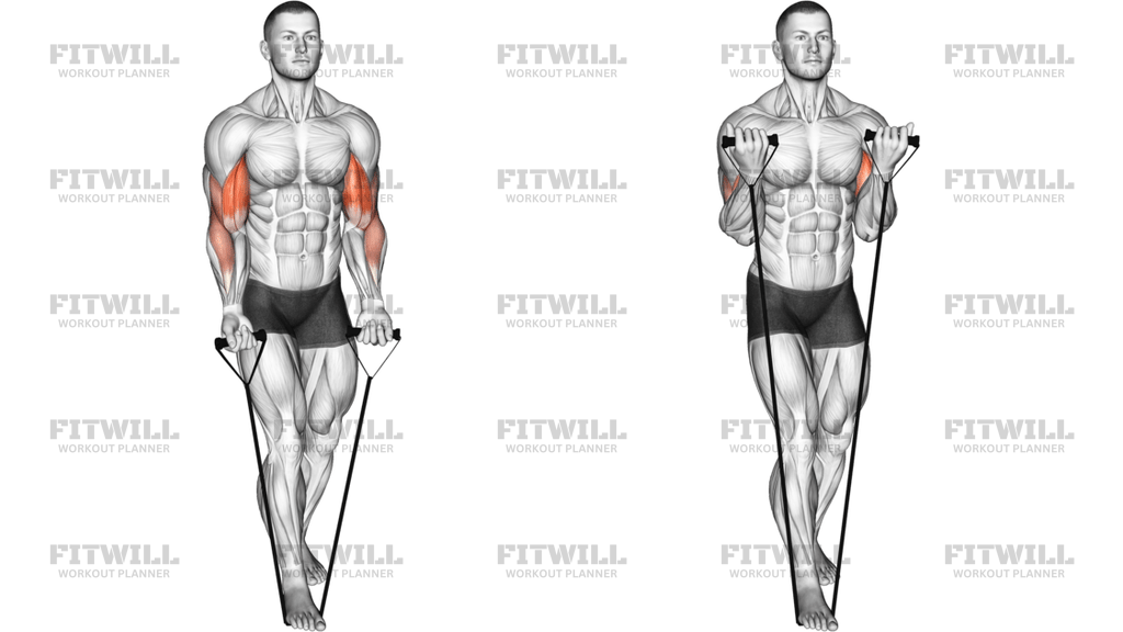 Band Biceps Curl Version 2