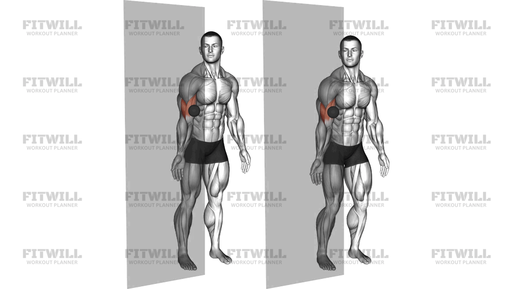 Roll Ball Bicep Brachii