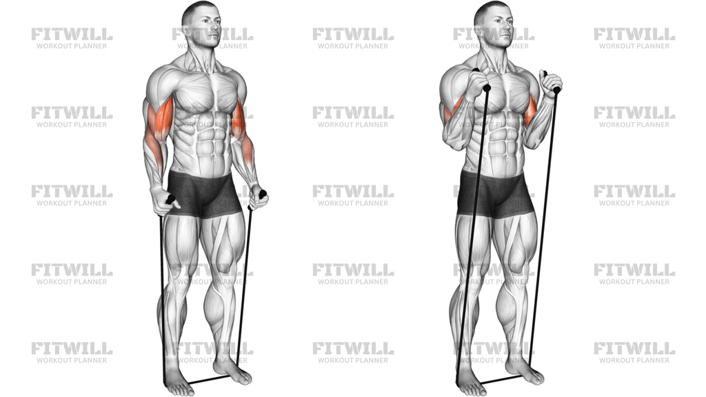 Band Standing Hammer Curl