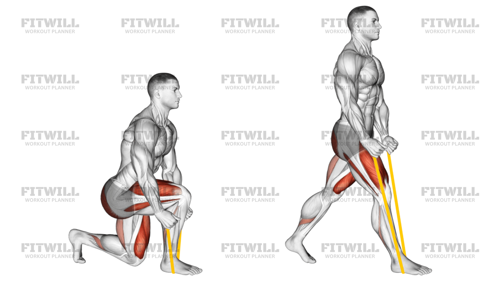Resistance Band Split Squat Exercise Guide Techniques Benefits How to Muscles Worked Tips Tricks Fitwill