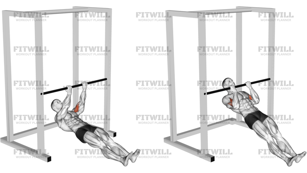 Bar Biceps Curl