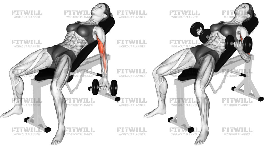 Dumbbell Incline Biceps Curl Version 2